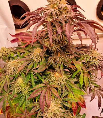 Jungle Lava fem (Original Sensible Seeds) семена конопли