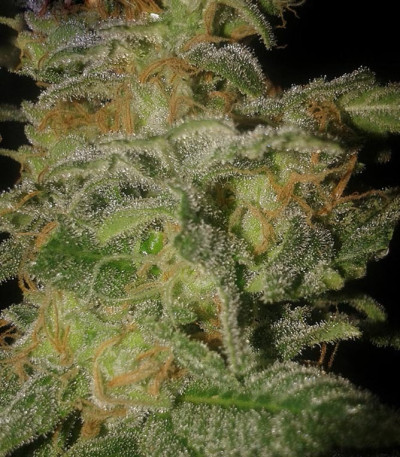 Incredible Bulk Auto fem (Dr. Krippling Seeds) семена конопли