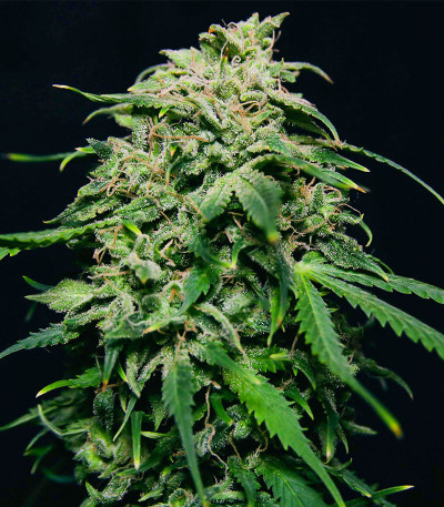 Chem Bomb Auto fem (Humboldt Seed Organization) семена конопли
