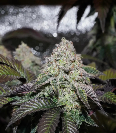 La Bomba fem (Compound Genetics) семена конопли