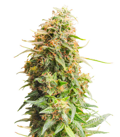 Monster Zkittles (Monster Genetics) семена конопли