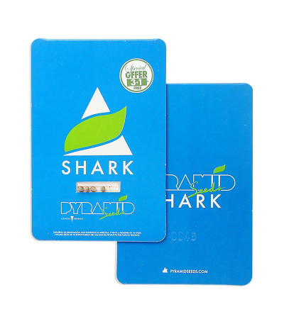 Shark fem (Pyramid Seeds) семена конопли