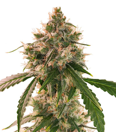 Wedding Cake Autoflower fem (Easy Grow Seeds) семена конопли