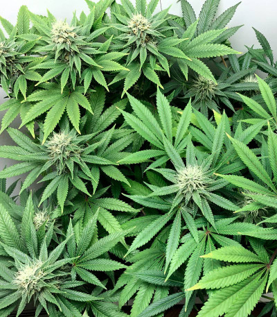 Blue Kush Berry fem (Paradise Seeds) семена конопли