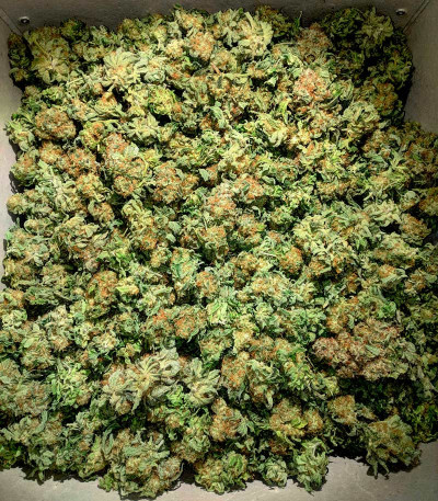 Royal Domina fem (Royal Queen Seeds) семена конопли