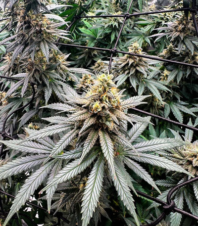 Brain Stroke Auto fem (High Speed ​​Buds) семена конопли