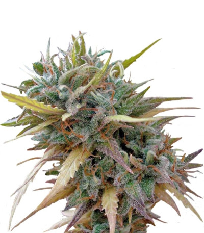 Hashplant Haze fem (DNA Genetics) семена конопли