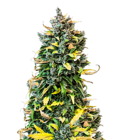 Семена конопли сорта Haze Auto