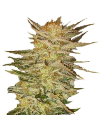 Ice Cream fem (Paradise Seeds) семена конопли