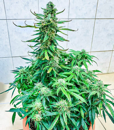 Runtz Auto fem (Barney's Farm) семена конопли