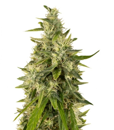 Trainwreck reg (Humboldt Seeds) семена конопли