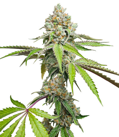Triple G fem (Royal Queen Seeds) семена конопли