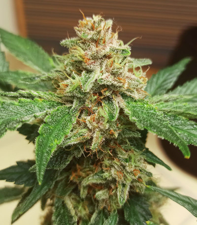 Purple Punch Auto fem (FastBuds) семена конопли