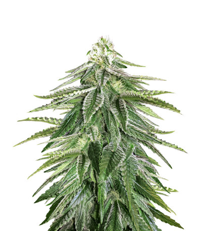 Zkittzy Gorilla fem (Original Sensible Seeds) семена конопли