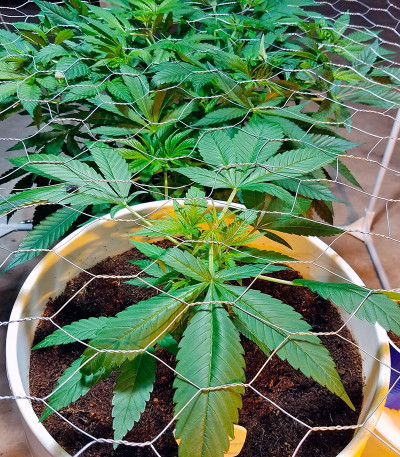 707 Headband fem (Humboldt Seeds) семена конопли