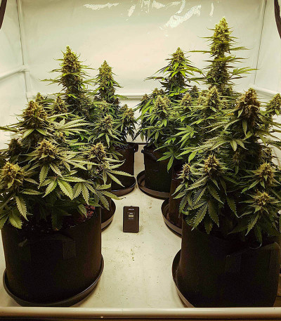 Auto Pineapple Glue fem (Advanced Seeds) семена конопли