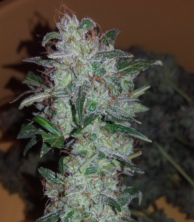 Auto White Widow fem (Pyramid Seeds) семена конопли