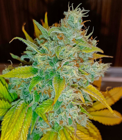 Black Muffin F1 Fast Version fem (Sweet Seeds) семена конопли