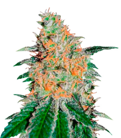 CBD JAM fem (Delicious Seeds) семена конопли