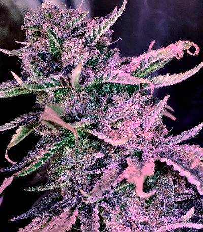 Phantom OG fem (Barney's Farm) семена конопли