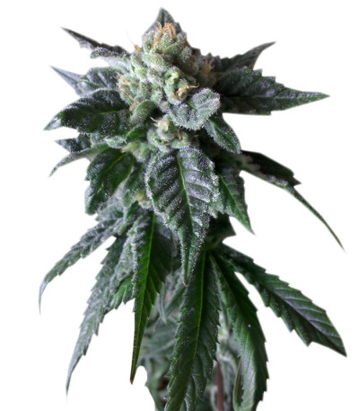 Sweet Mango Auto fem (Green House Seeds) семена конопли