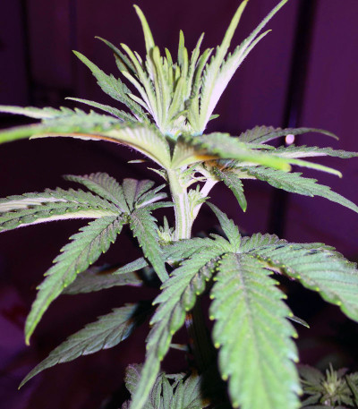 Tropicanna Banana fem (Barney's Farm) семена конопли