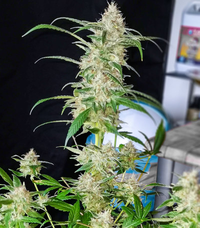 TnT Trichome fem (Dutch Passion) семена конопли