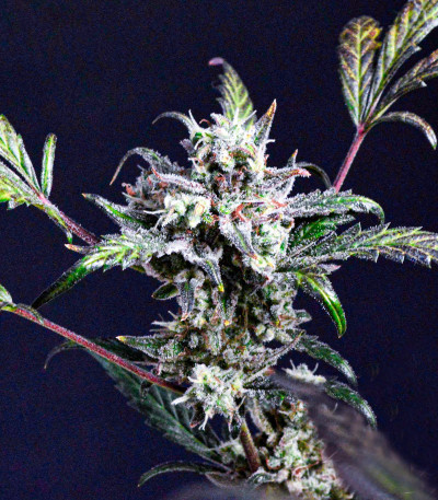 Wedding Cheesecake Auto fem (FastBuds) семена конопли