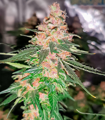 Ice Cream Cake fem (Barney's Farm) семена конопли