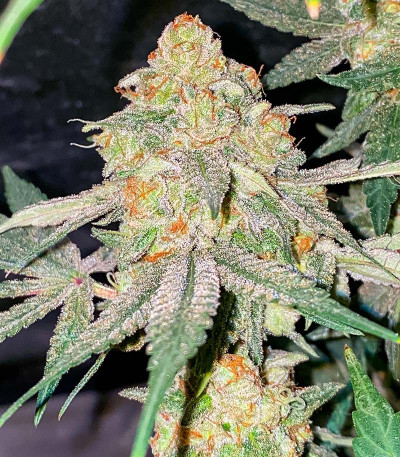 Nori Cake fem (Green House Seeds) семена конопли