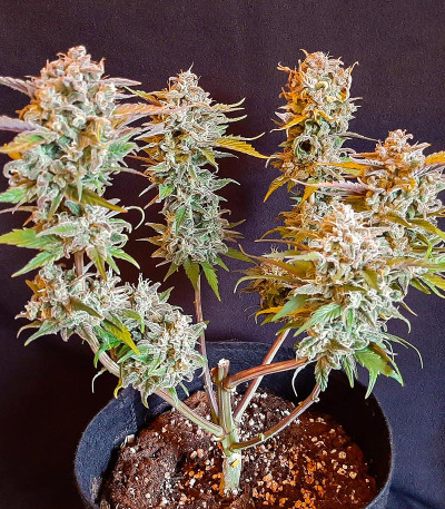 Sweet ZZ Automatic fem (RQS) семена конопли