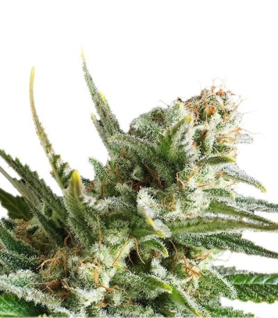 Amnesia Haze fem (Royal Queen Seeds) семена конопли