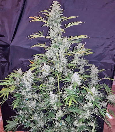 Auto Anesthesia fem (Pyramid Seeds) семена конопли