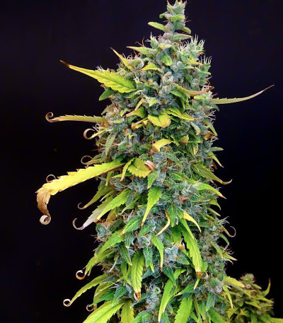 Gorilla Glue Auto fem семена конопли