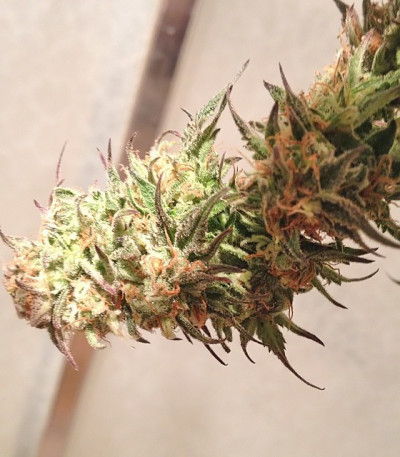 Grand Master Kush reg (Sumo Seeds) семена конопли