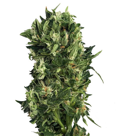Kalashnikov Express fem (Kalashnikov Seeds) семена конопли