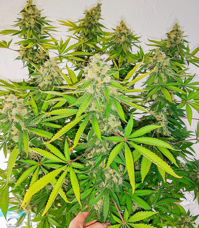 Mandarin Thuggee fem (AlphaFem Seeds) семена конопли