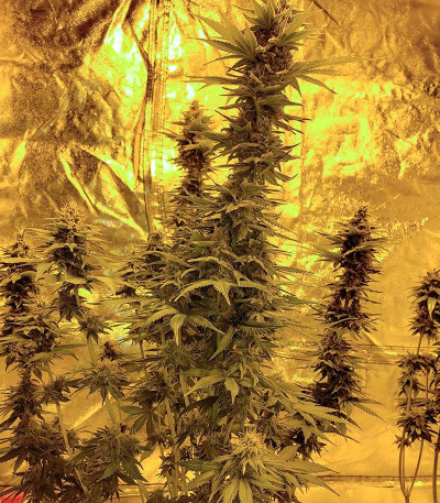 White Widow 47 fem (Kalashnikov Seeds) семена конопли