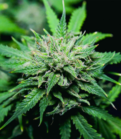 Chem Bomb Auto fem (Humboldt Seed Organization) семена конопли