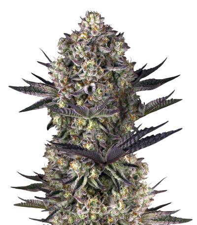 Dos Si Dos 33 fem (Barney's Farm) семена конопли