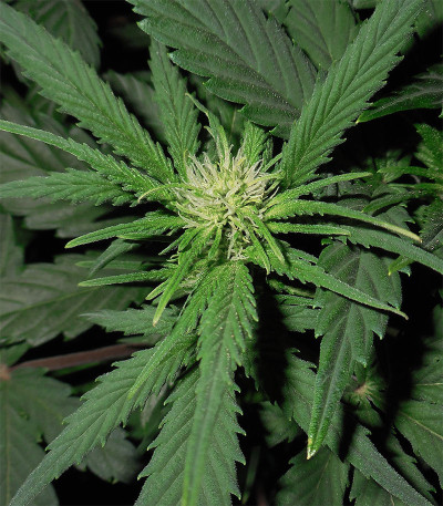 Gelato Auto fem (FastBuds) семена конопли