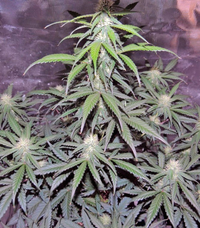 Auto Kryptonite fem (Pyramid Seeds) семена конопли