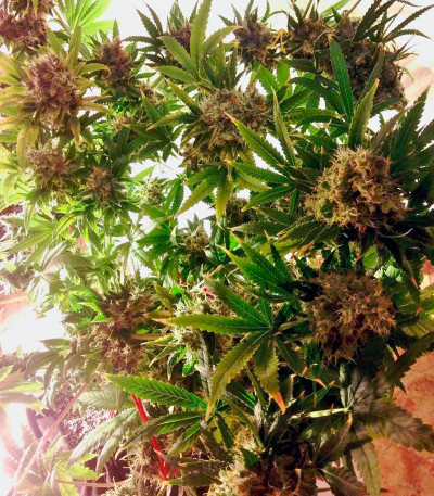 Сорт каннабиса Brainstorm