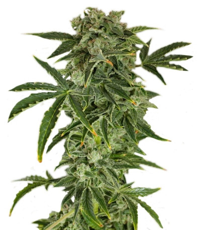Haze Autoflowering fem (Dinafem Seeds) семена конопли