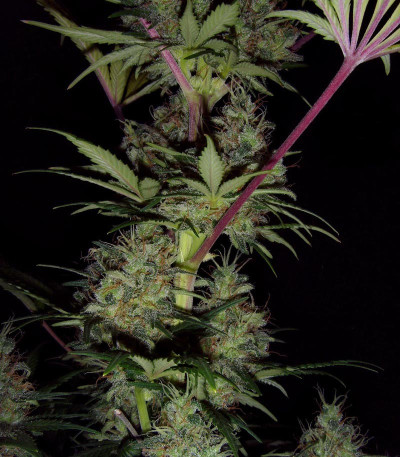 ICE fem (Female Seeds) семена конопли