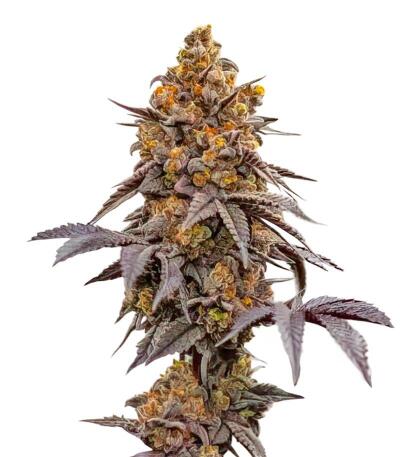 Lemon Cherry Runtz fem (FastBuds) семена конопли