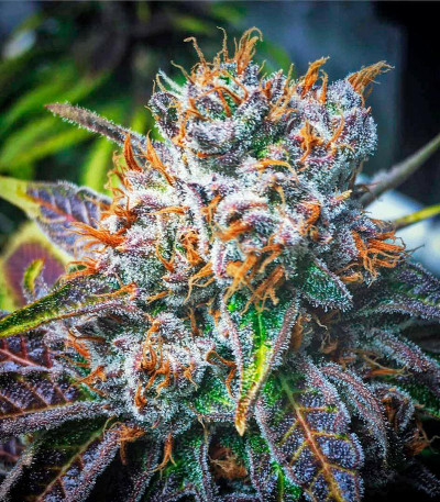 Master Kush fem (Nirvana Seeds) семена конопли