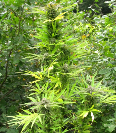 Purple Maroc fem (Female Seeds) семена конопли
