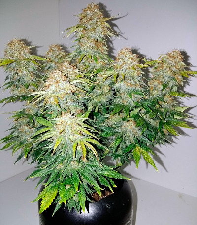 Royal Jack Automatic fem (Royal Queen Seeds) семена конопли