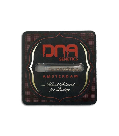 Sour Cream reg (DNA Genetics) семена конопли